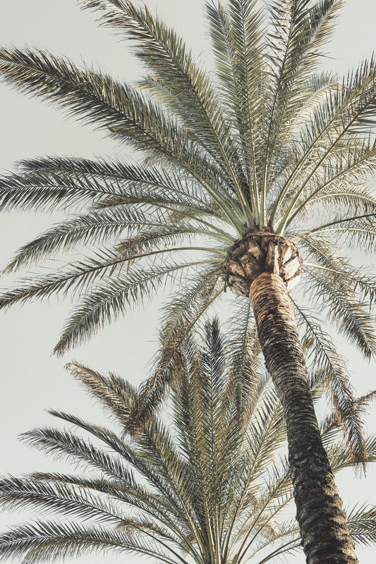 Palm_005 - Poster / Art Print