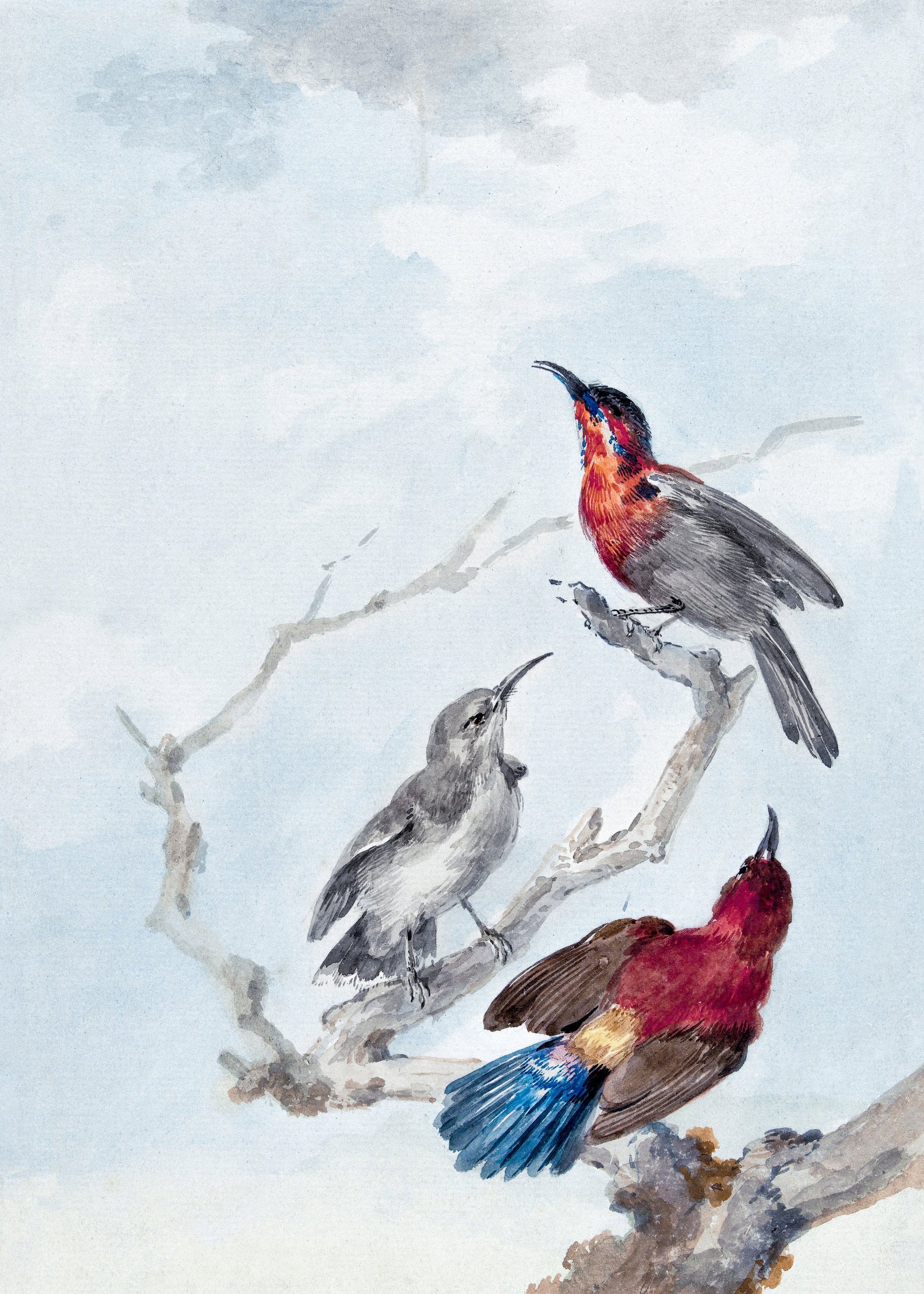 Three Crimson Sunbirds - Poster / Art Print