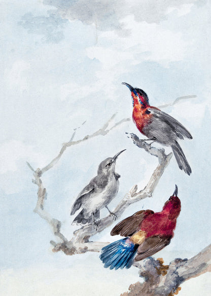 Three Crimson Sunbirds - Poster / Art Print