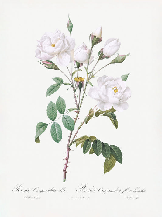 Rosa Gallica Pontiana, Les Roses (1817–1824) - Poster / Art Print