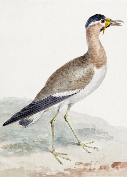 A Yellow Wattled Lapwing - Poster / Art Print