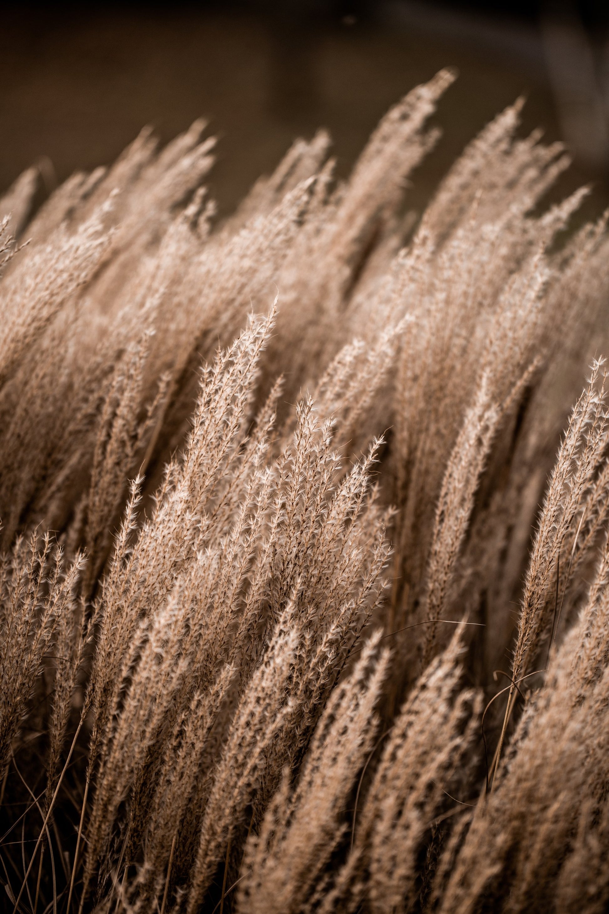 Grass 16 - Poster / Art Print