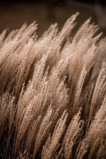Grass 16 - Poster / Art Print