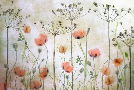 Poppy Meadow - Poster / Art Print