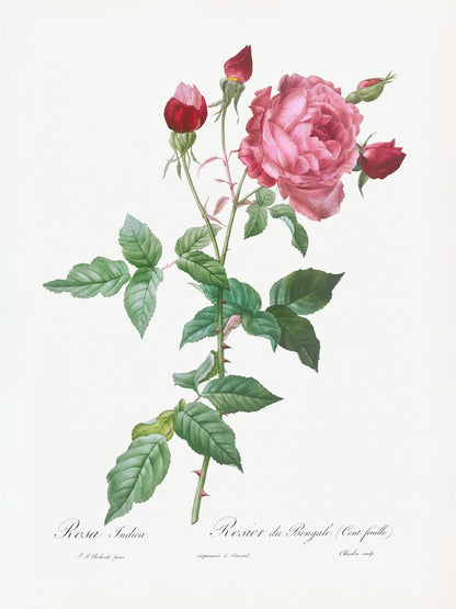 Provence Rose, Les Roses (1817–1824) - Poster / Art Print