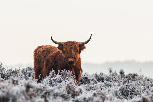 Highlander - Poster / Art Print