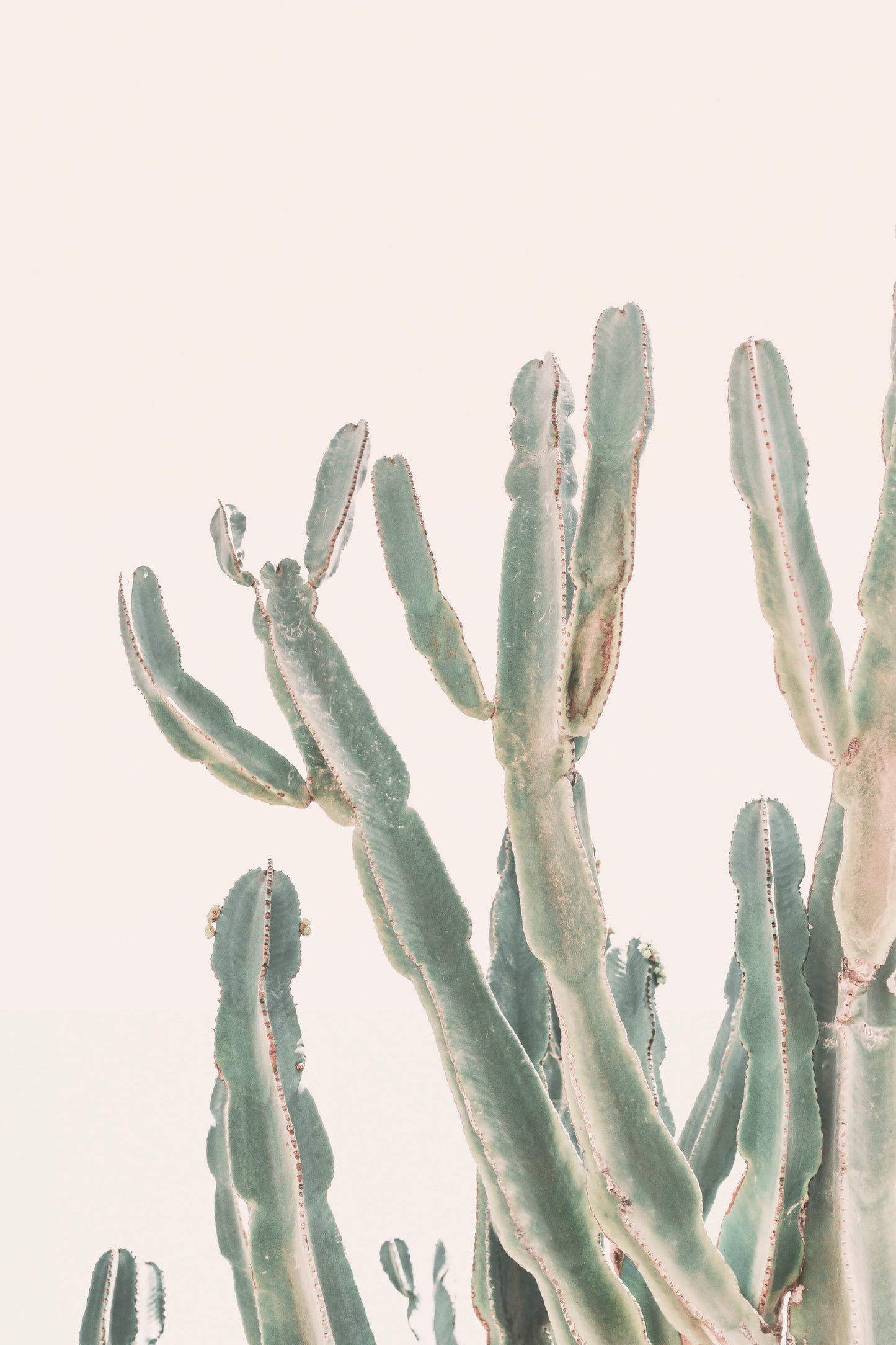 Sunrise Cactus - Poster / Art Print