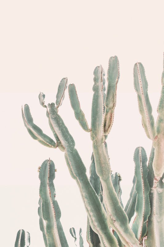 Sunrise Cactus - Poster / Art Print