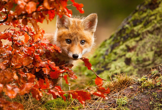 Fox - Poster / Art Print