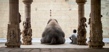 The Elephant &amp; its Mahot - Poster / Art Print