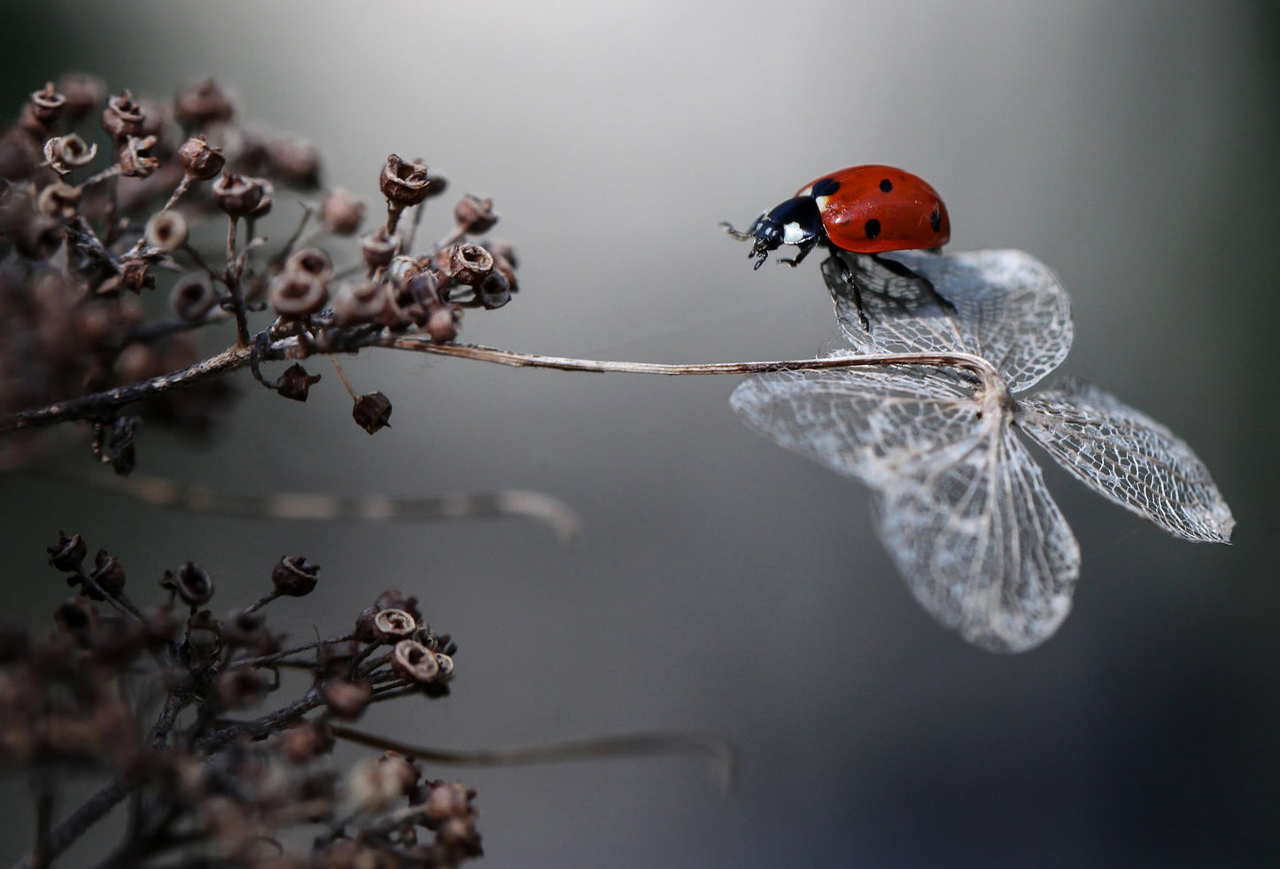 Ladybird on hydrangea. - Poster / Art Print