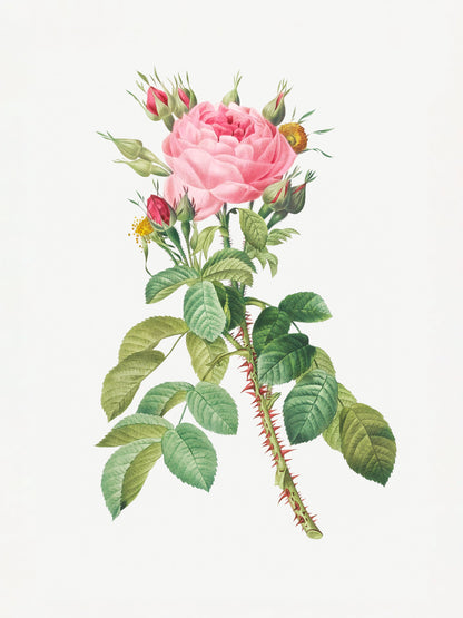 Rosa Bifera Macrocarpa, Les Roses (1817–1824) - Poster / Art Print
