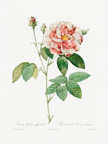 Rosa Gallica (1817–1824), Les Rose - Poster / Art Print