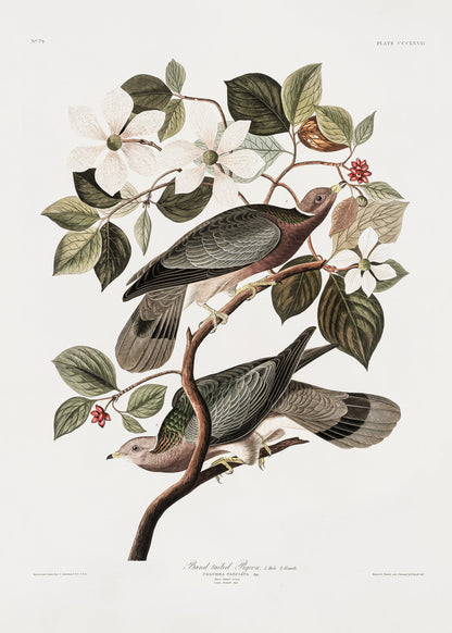 Brand Tailed Pigeon From Birds Of America (1827) - Poster / Art Print