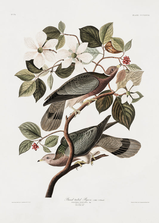 Brand Tailed Pigeon From Birds Of America (1827) - Poster / Art Print