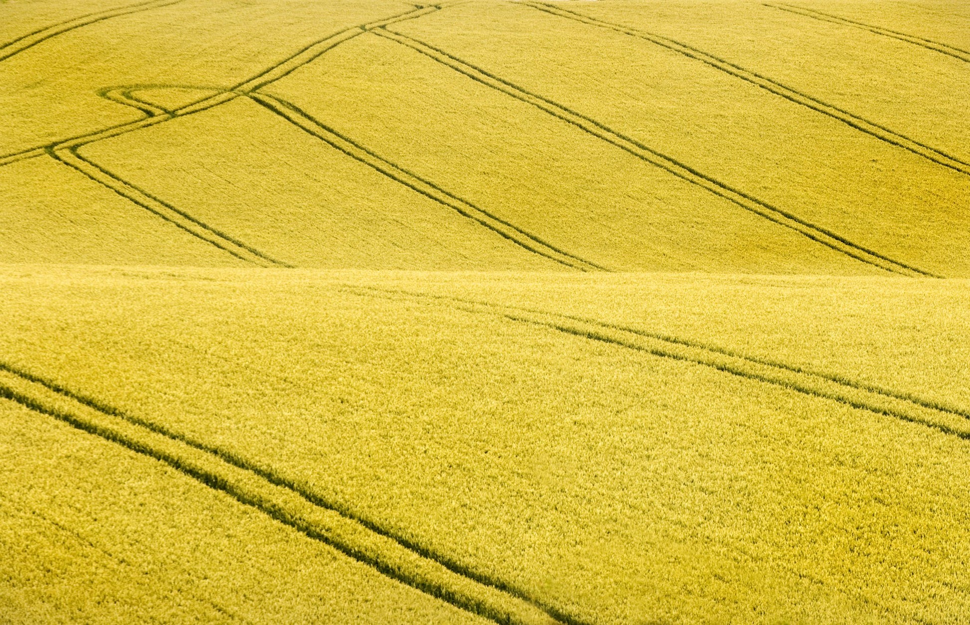 Field #2 - Poster / Art Print