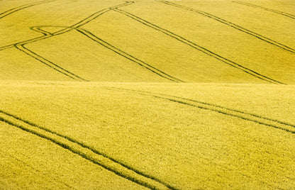 Field #2 - Poster / Art Print