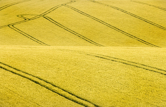 Field #2 - Poster / Art Print