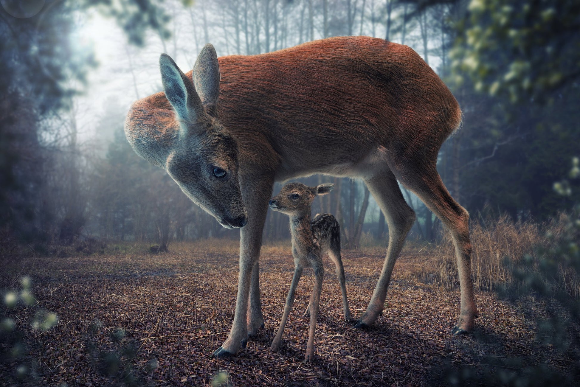 Mother and Fawn - Poster / Art Print