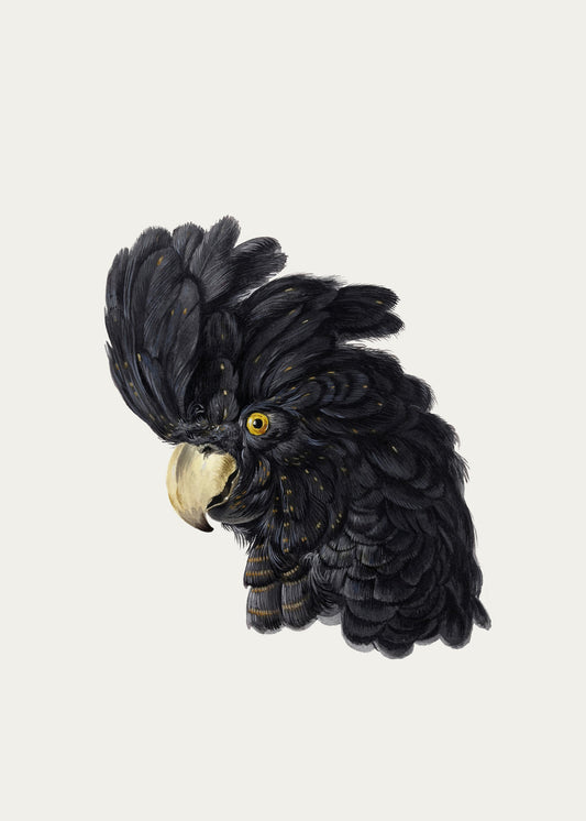 Head of a Cockatoo - Poster / Art Print
