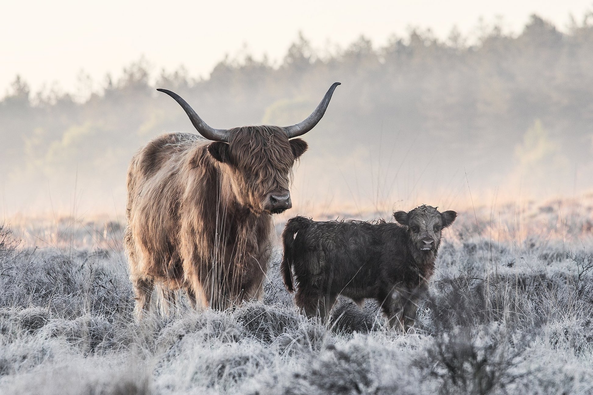 Highlander and Calf - Poster / Art Print