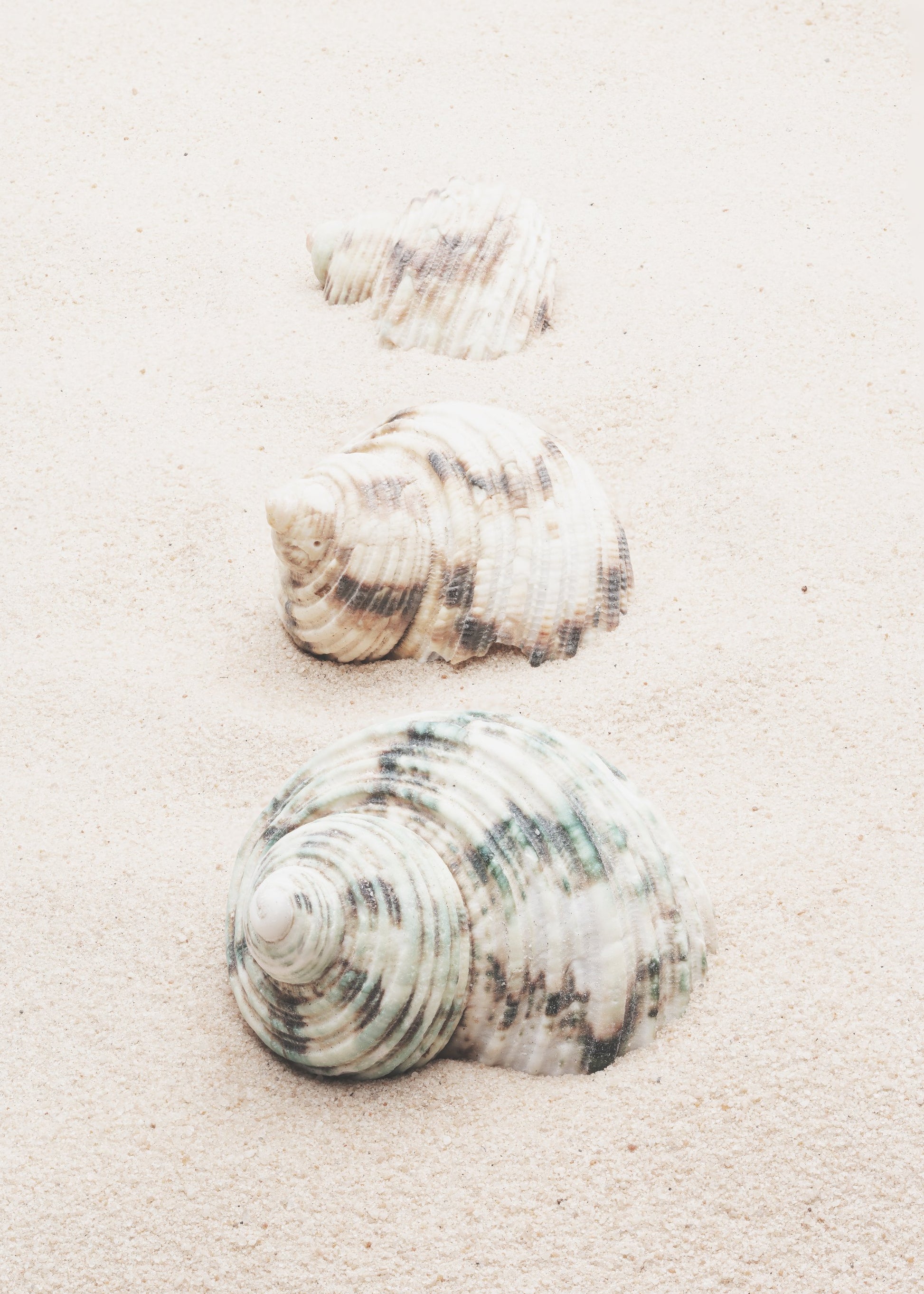 Shells - Poster / Art Print