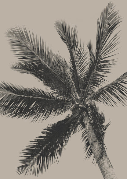 Palm Tree - Poster / Art Print