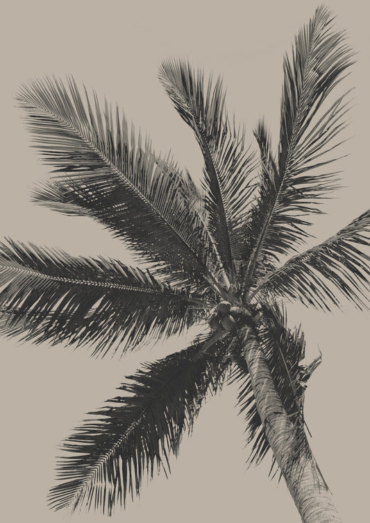 Palm Tree - Poster / Art Print