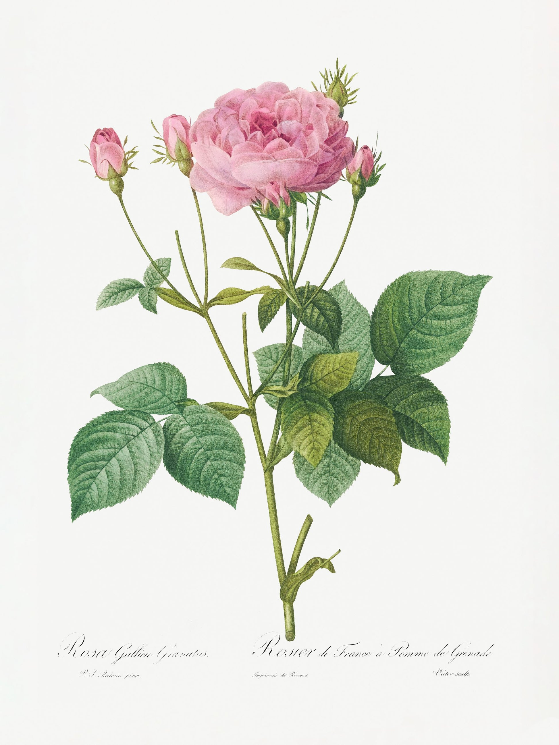 Rosa Gallica Granules, Les Roses (1817–1824) - Poster / Art Print