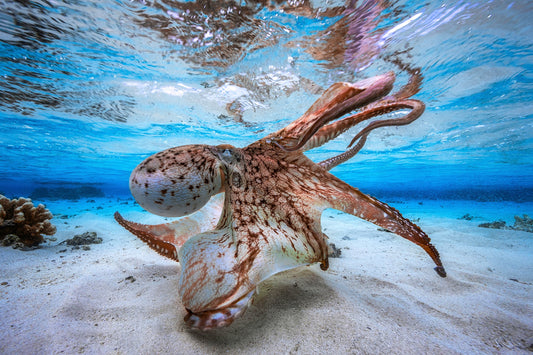 Dancing Octopus - Poster / Art Print