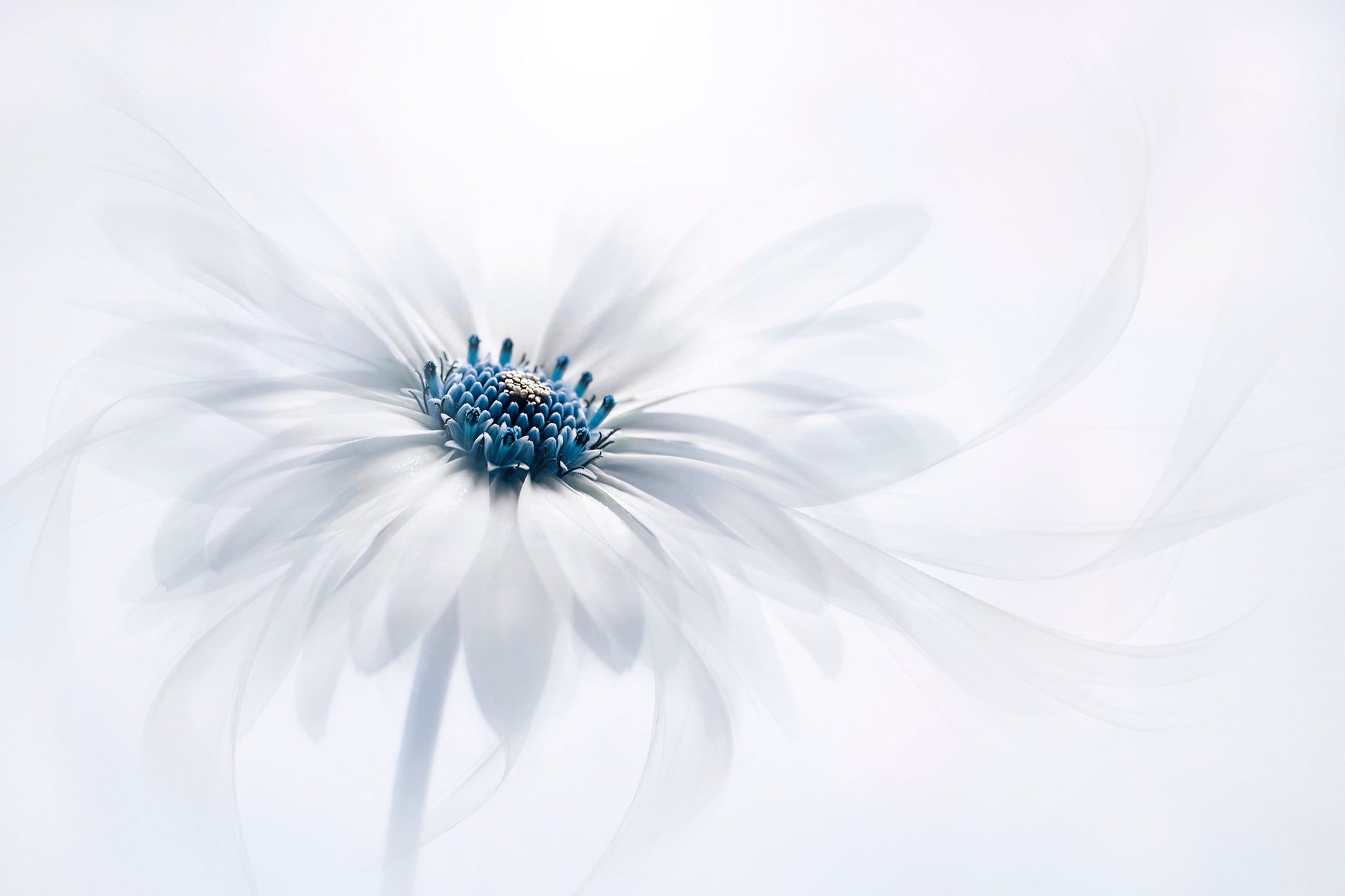 Serenity - Poster / Art Print