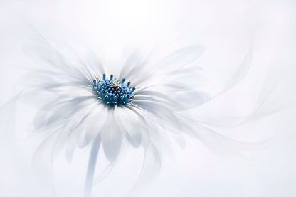 Serenity - Poster / Art Print