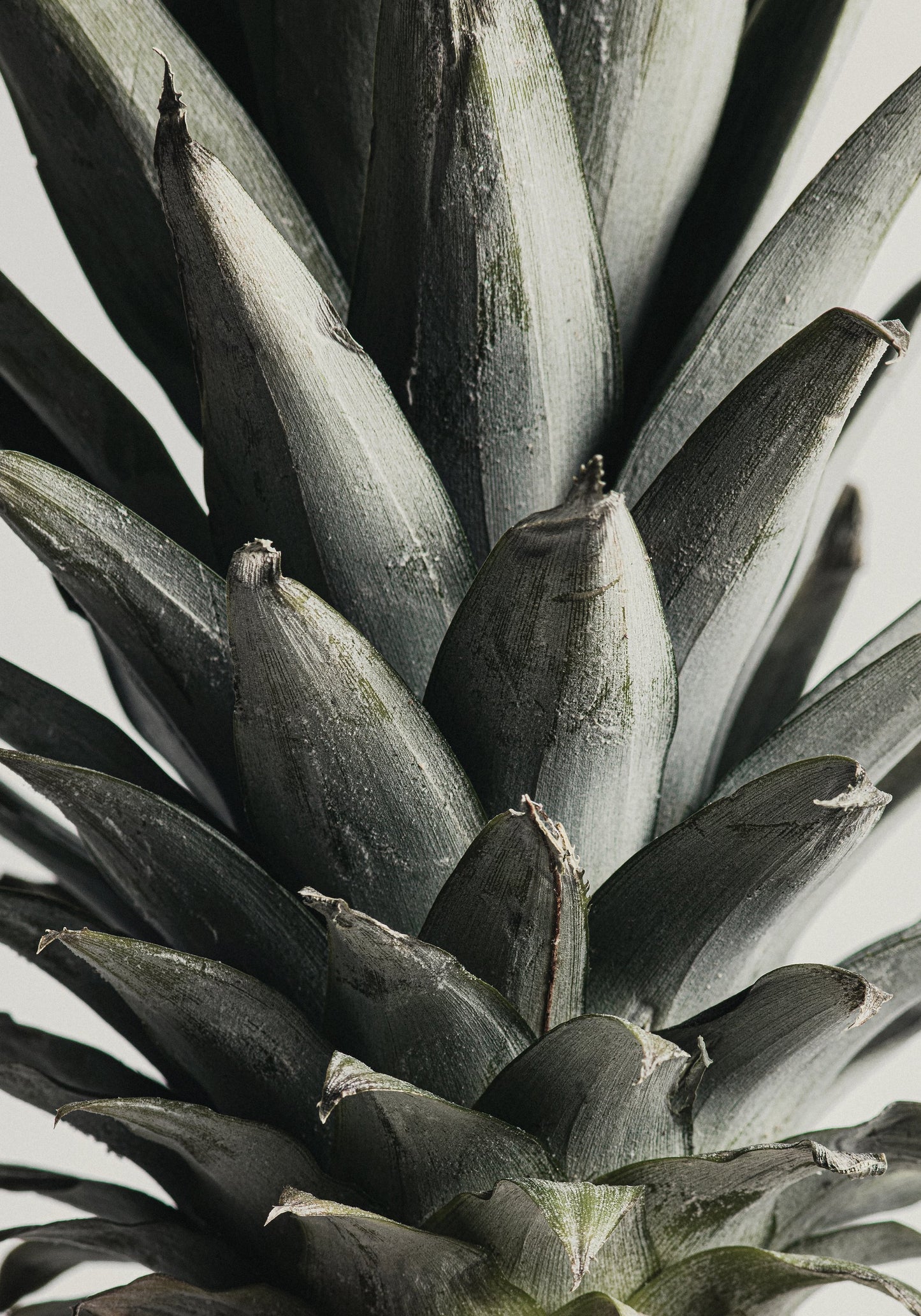 Pineapple close up - Poster / Art Print