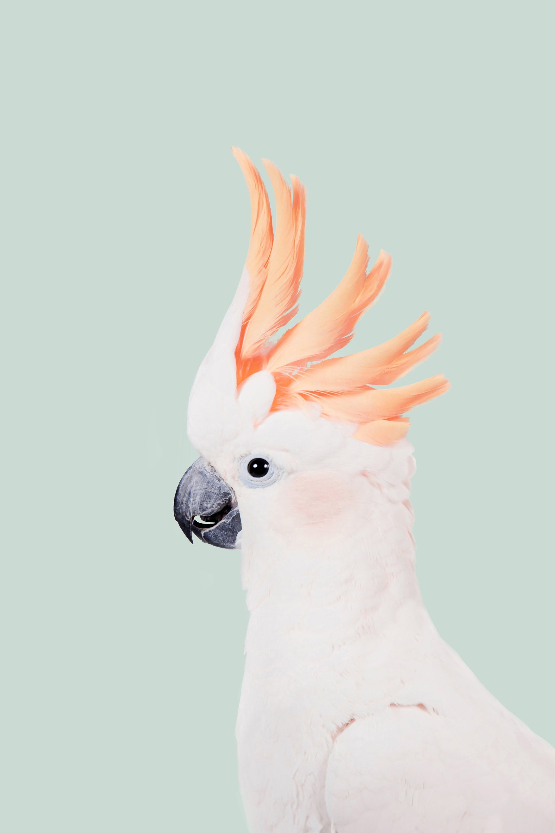 Cockatoo on Mint - Poster / Art Print