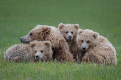 Bear Huddle - Poster / Art Print