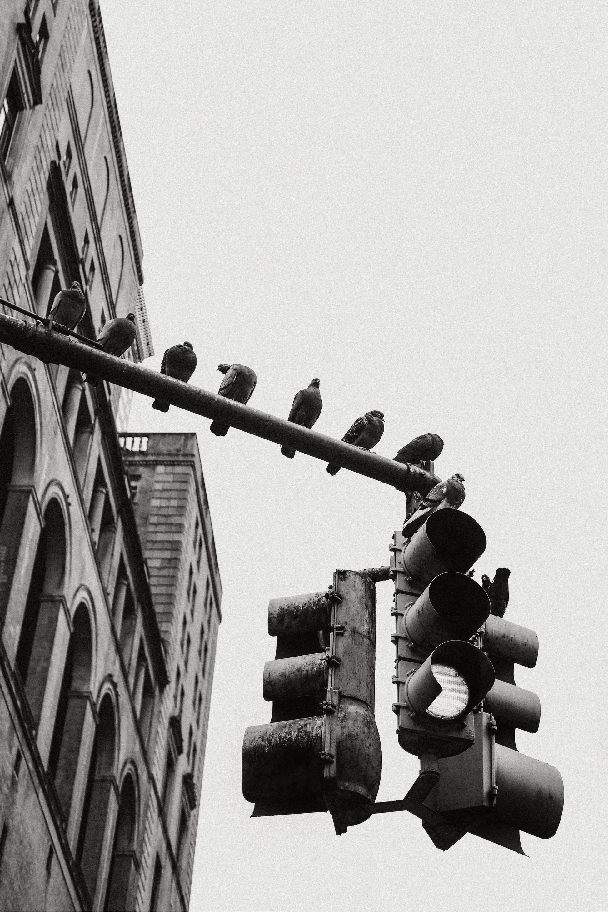 New York City Doves - Poster / Art Print