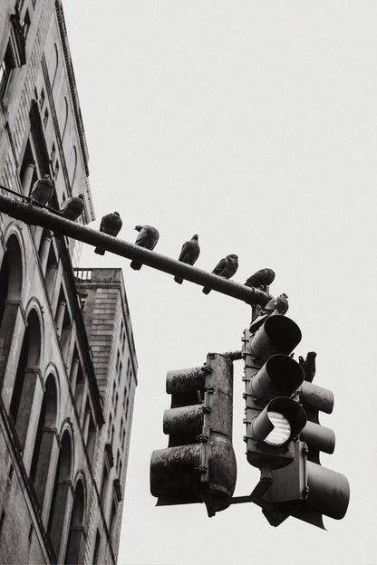New York City Doves - Poster / Art Print