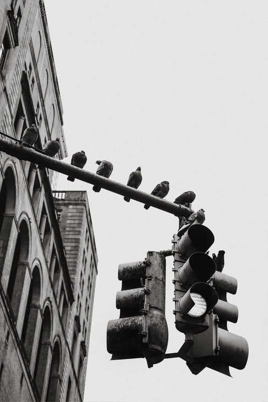 New York City Doves - Poster / Art Print