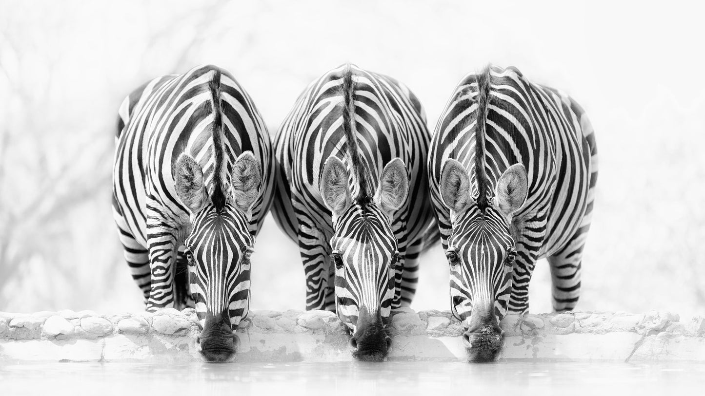 Zebras - Poster / Art Print