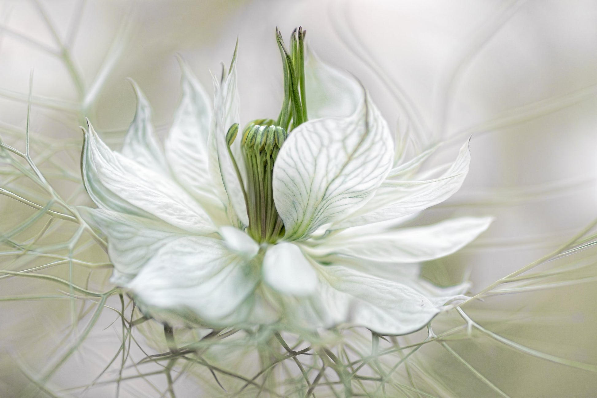 Nigella - Poster / Art Print