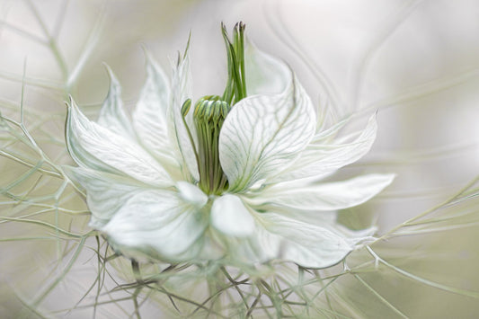 Nigella - Poster / Art Print