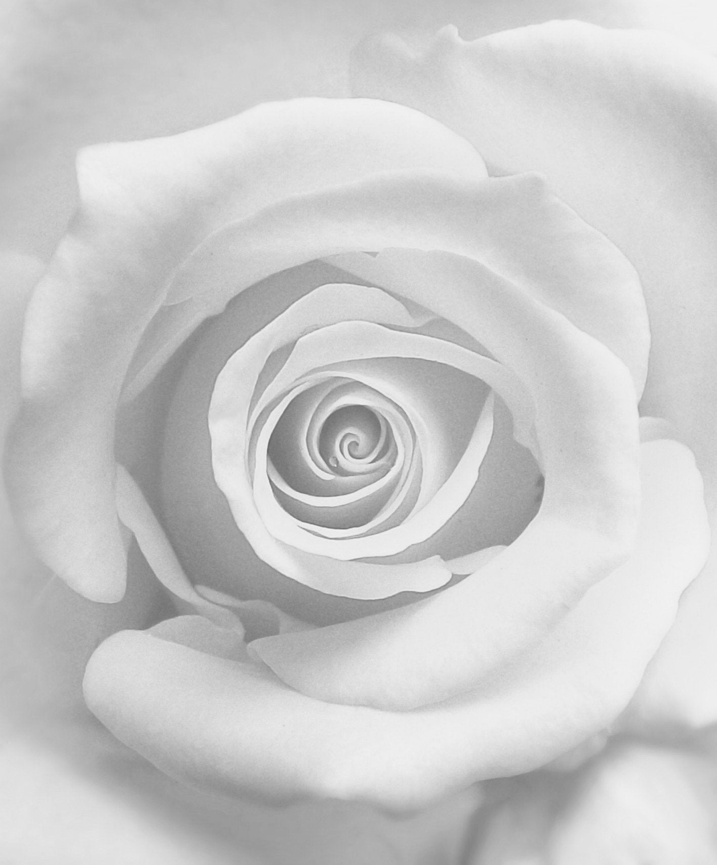 The Rose - Poster / Art Print