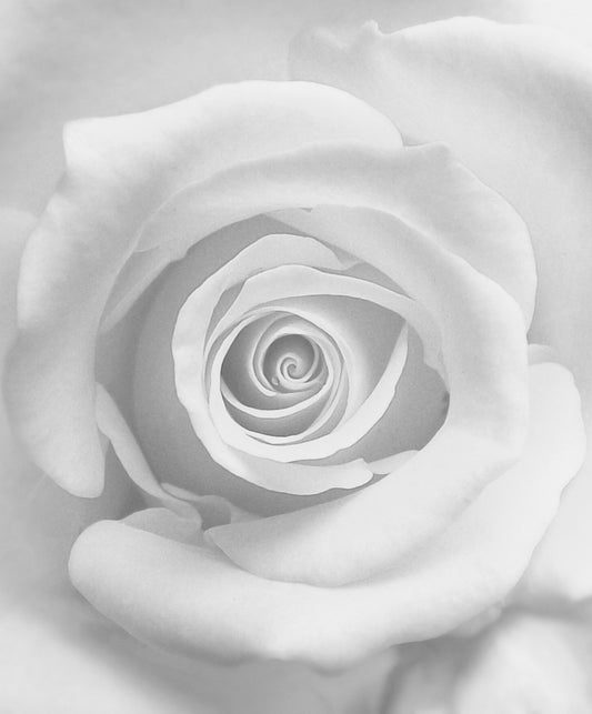 The Rose - Poster / Art Print