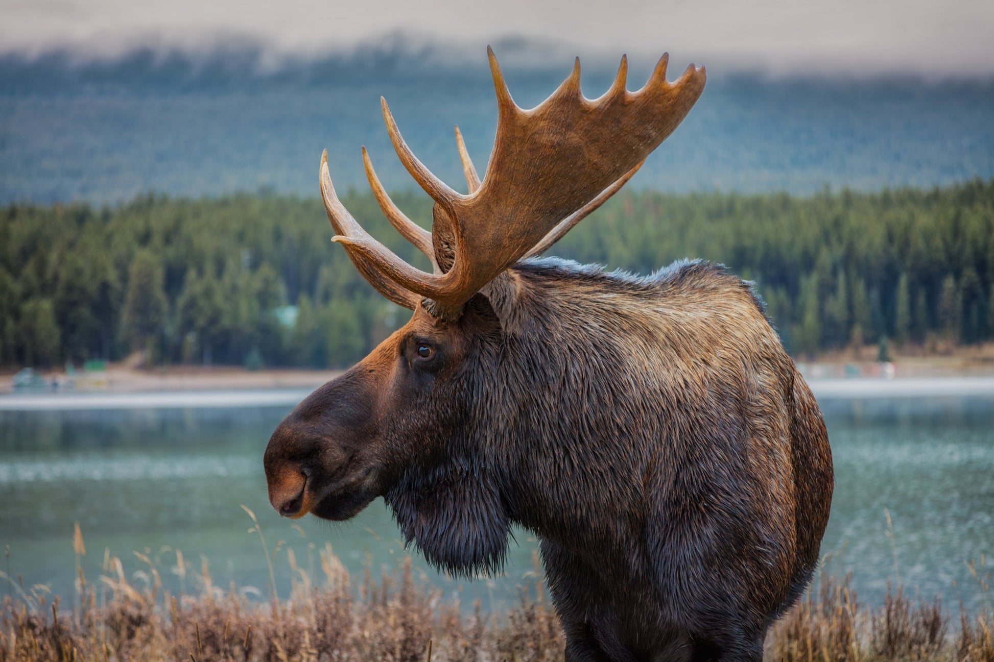 Moose - Poster / Art Print