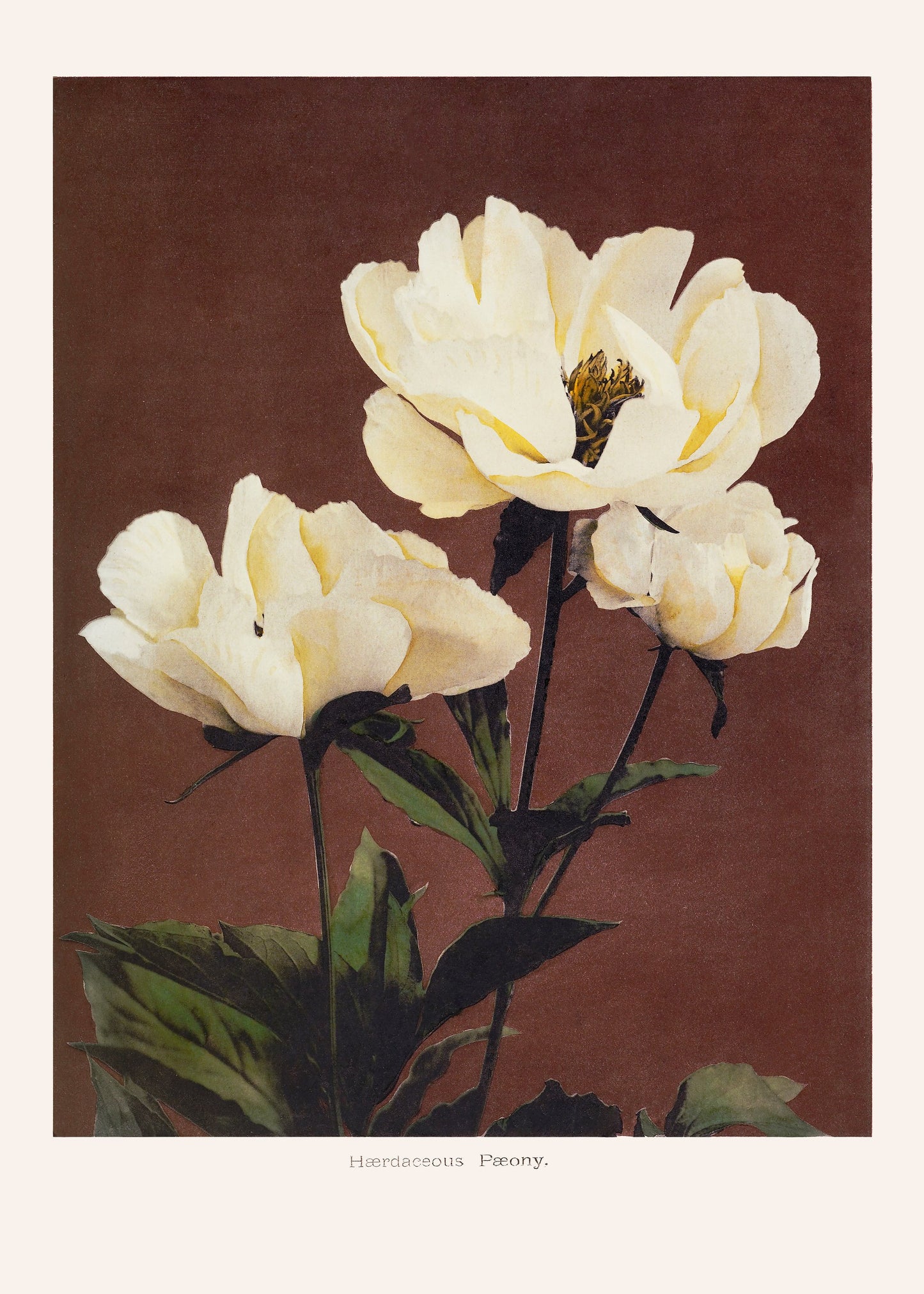 Hærdaceous Peony - Poster / Art Print