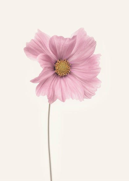 Cosmos flower - Poster / Art Print