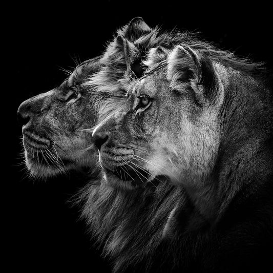 Lion and  lioness portrait - Poster / Art Print
