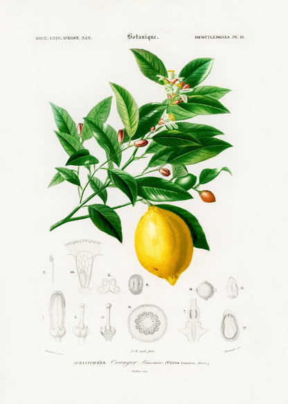 Lemon (citrus Limonium) - Poster / Art Print