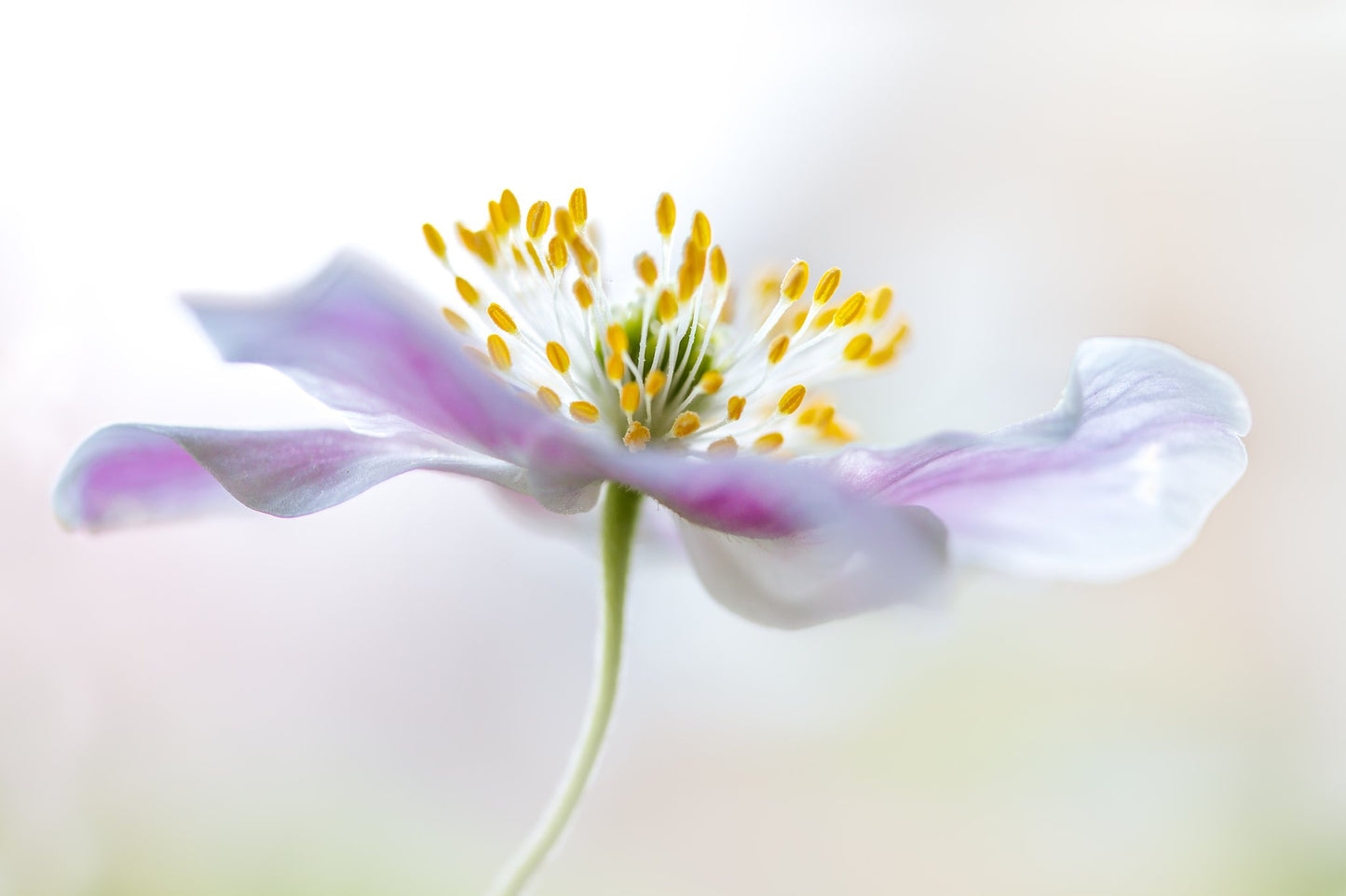 Wood Anemone - Poster / Art Print