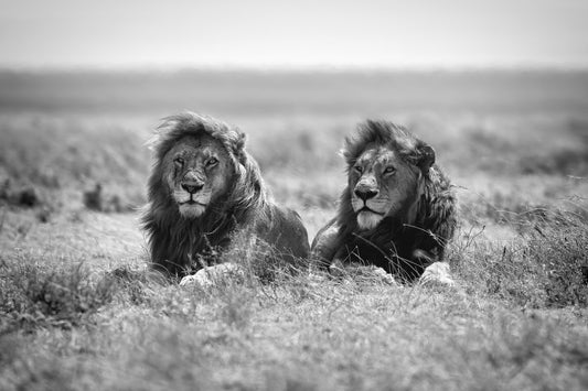 Two kings - Poster / Art Print